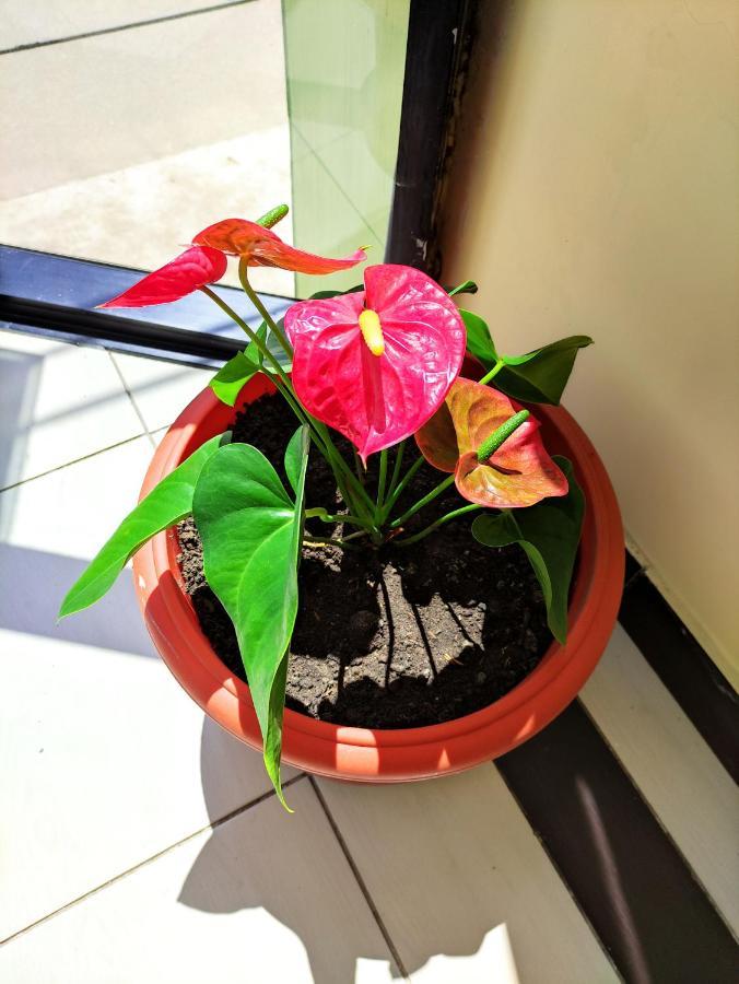 Hotel Tambopata Inn Puerto Maldonado Exteriör bild
